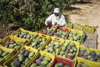 O Brasil é um gigante do agro, mas você sabia que também é o maior exportador de manga para mercados exigentes como EUA e Europa? Por trás dessa façanha está uma empresa brasileira que se tornou referência mundial em qualidade