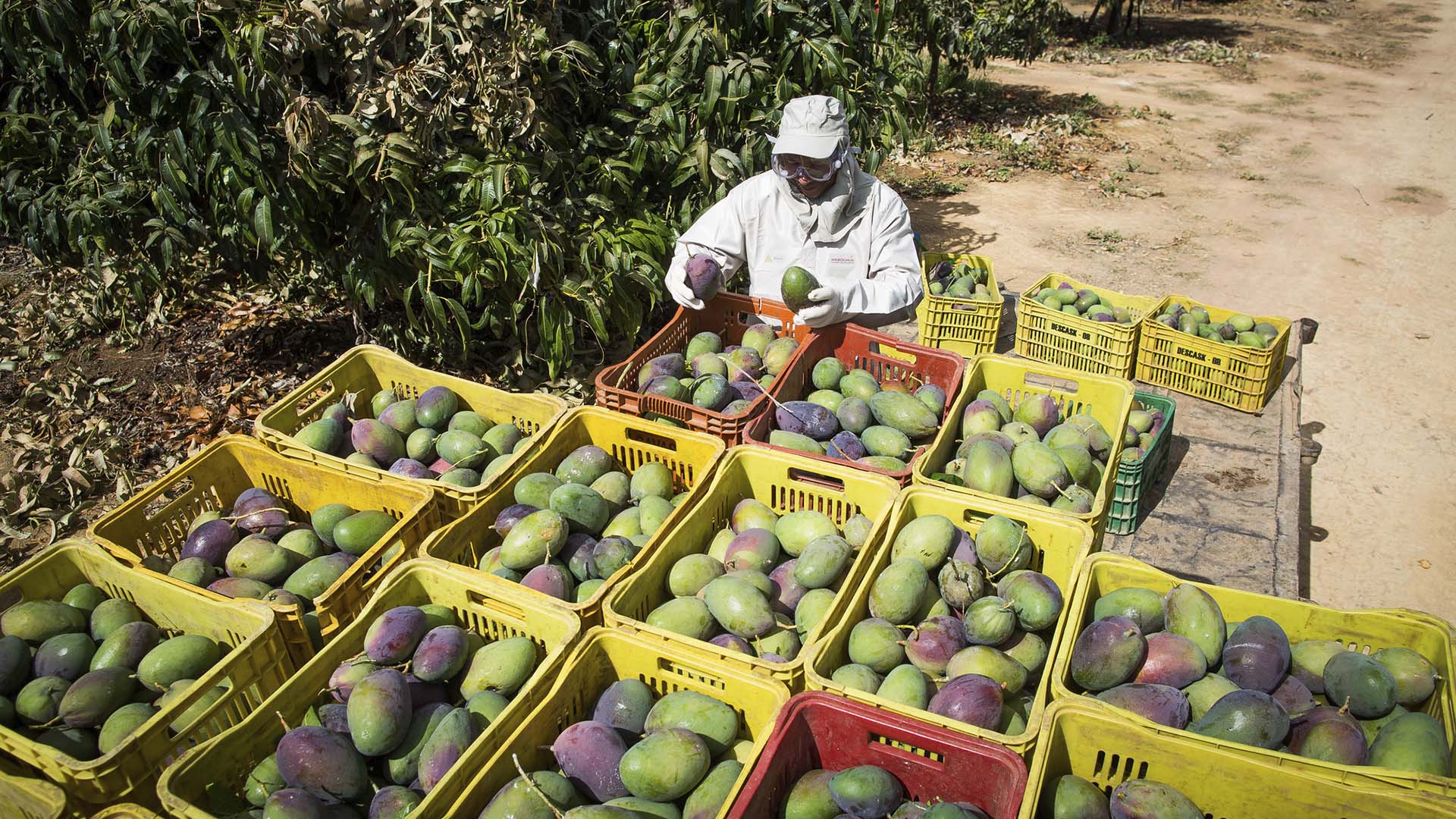 O Brasil é um gigante do agro, mas você sabia que também é o maior exportador de manga para mercados exigentes como EUA e Europa? Por trás dessa façanha está uma empresa brasileira que se tornou referência mundial em qualidade