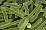 Imagine se os cientistas pudessem redesenhar os blocos fundamentais da vida para criar organismos mais seguros, versáteis e resistentes — isso já é realidade. No coração do Reino Unido, pesquisadores do Medical Research Council (MRC) alcançaram um marco inédito